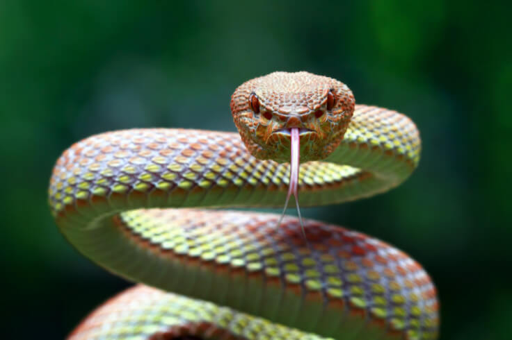 Snake looking directly at the camera