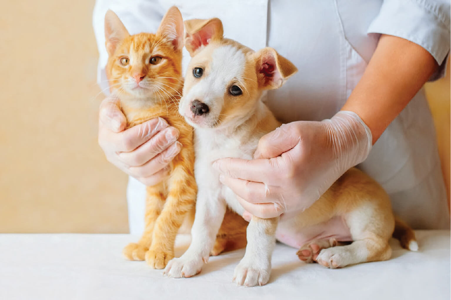 Ginger kitten and cute puppy