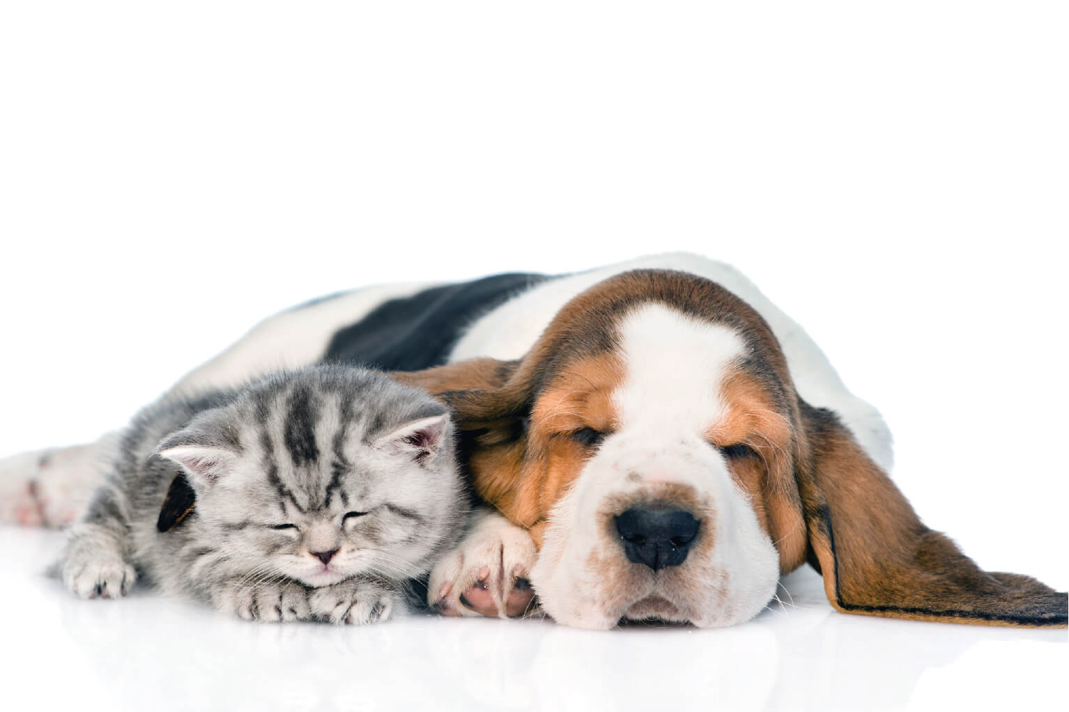 Cat and dog