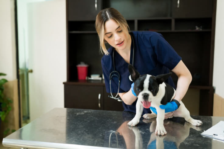 vet checking out patient