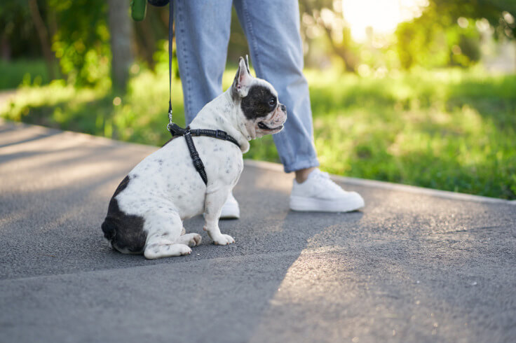 French bulldog sitting with owner on a walk