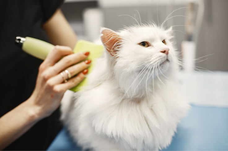 White fluffy cat getting brushed