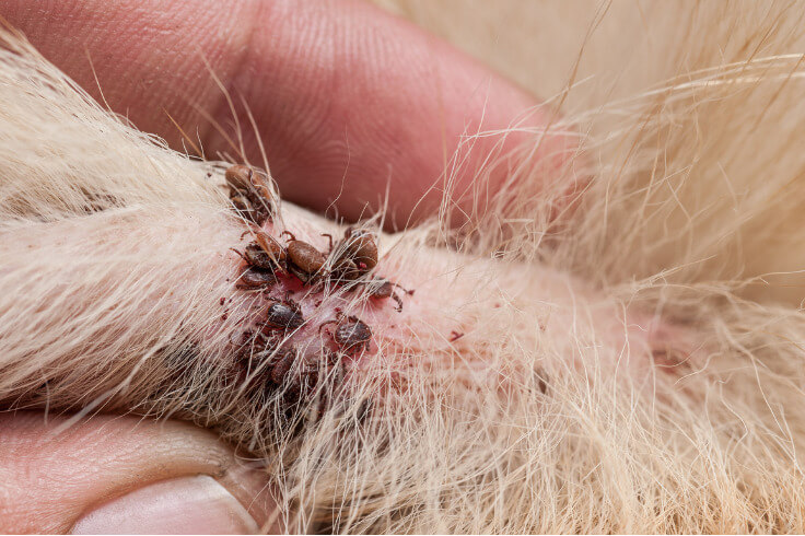 dog leg with ticks