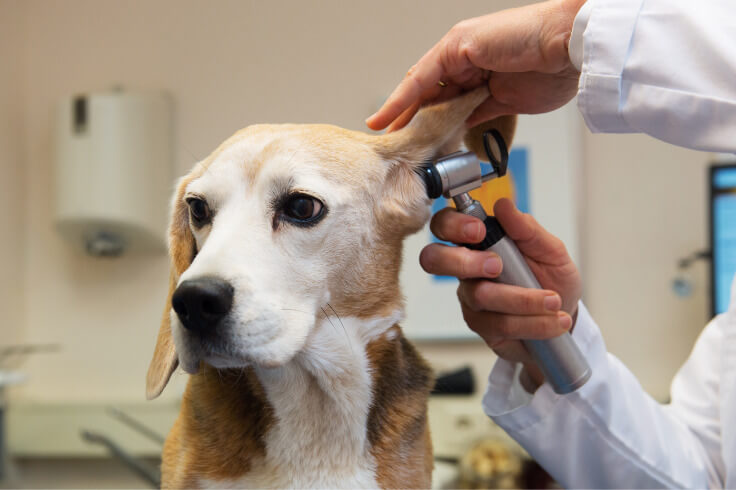 dog getting ears checked at the vet