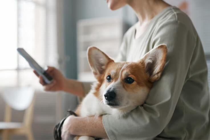 Corgi sitting with its owner in her lap