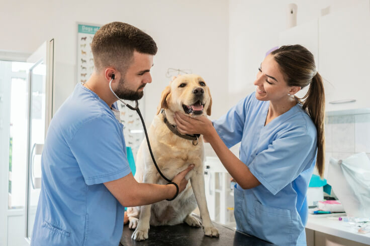 Vet and vet assistant checking the dog patient