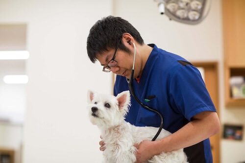 vet with dog