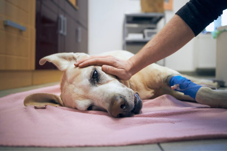 Dog laying on the floor getting IV fluids