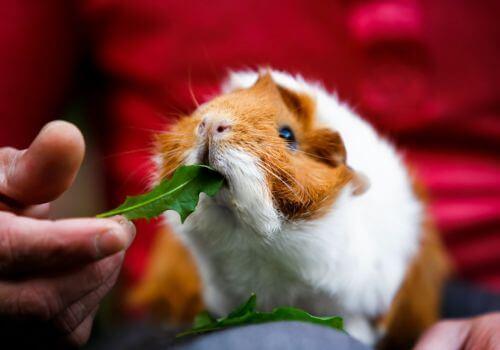Guinea pig