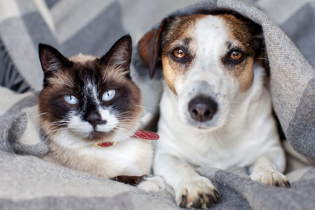 dog and cat under a blank