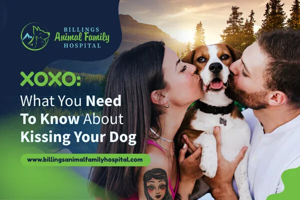 Kissing Your Dog: Is It Safe?