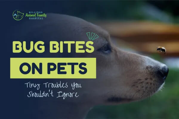 bug bites on pets
