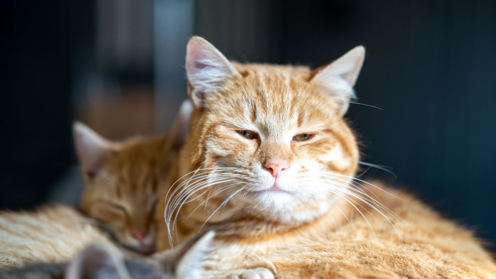 Ginger cat