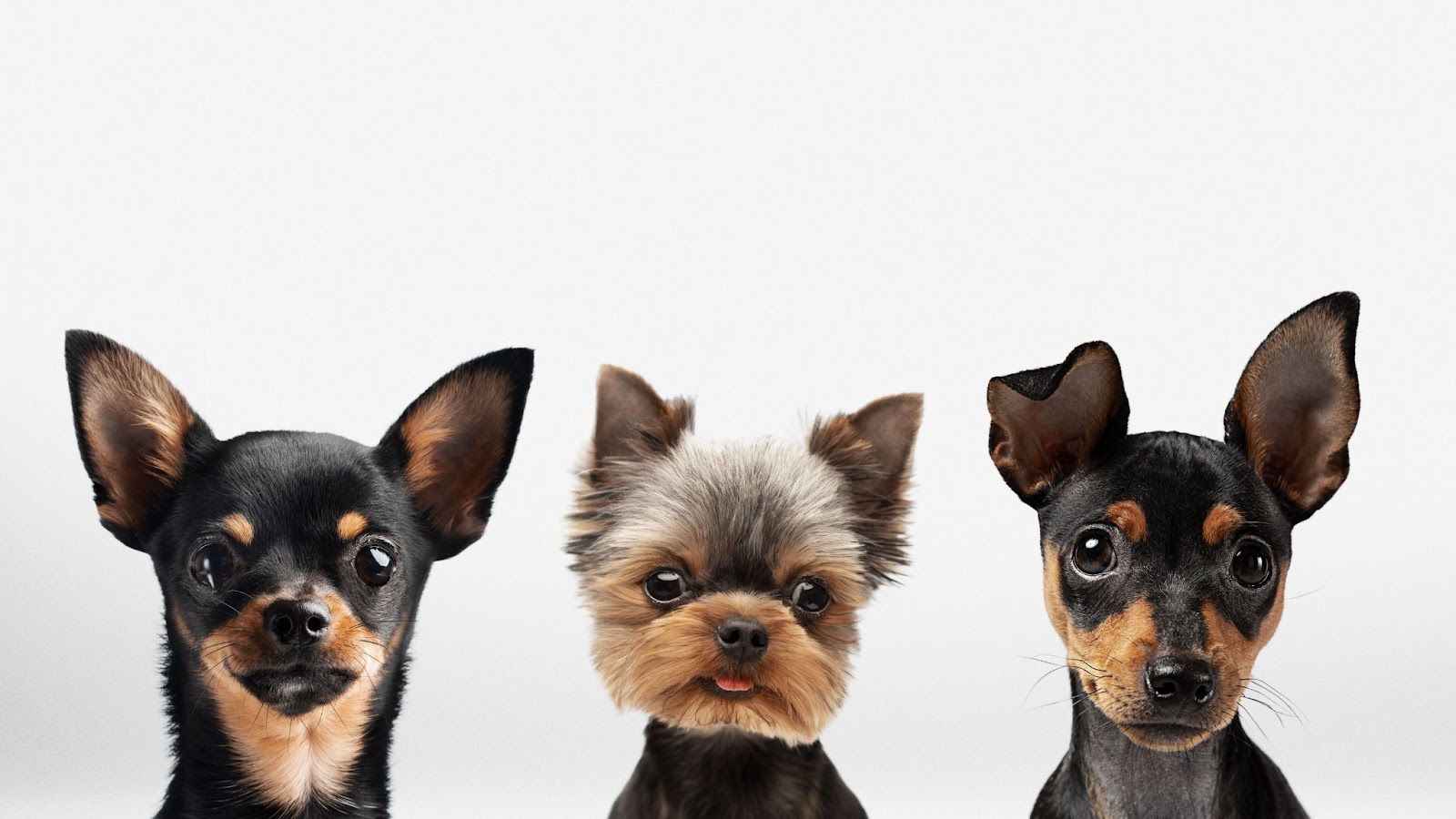 Mixed-Breed Dogs