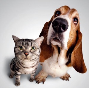 Basset Hound and Tiger Kitty