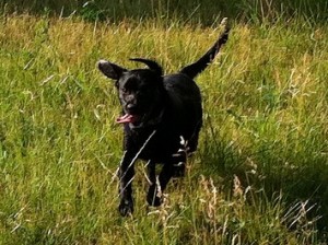 Dog in Tall Grass