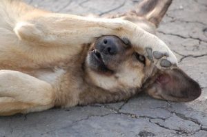 Dog Covering Face