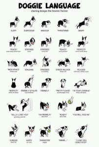 Canine Body Language