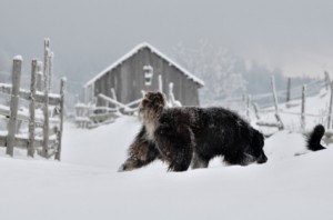 Dog following another dog