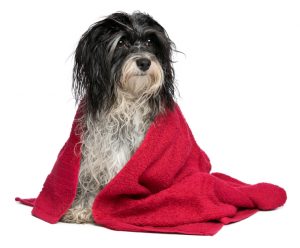 Wet black and white havanese dog after bath