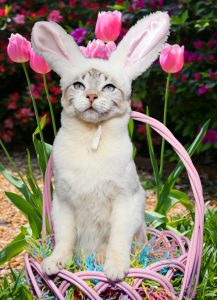 EasterKitty