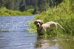 Labrador Retriever Hunting in a River