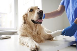 Consoling injured dog