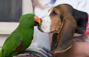 Eclectus parrot and Bassett Hound