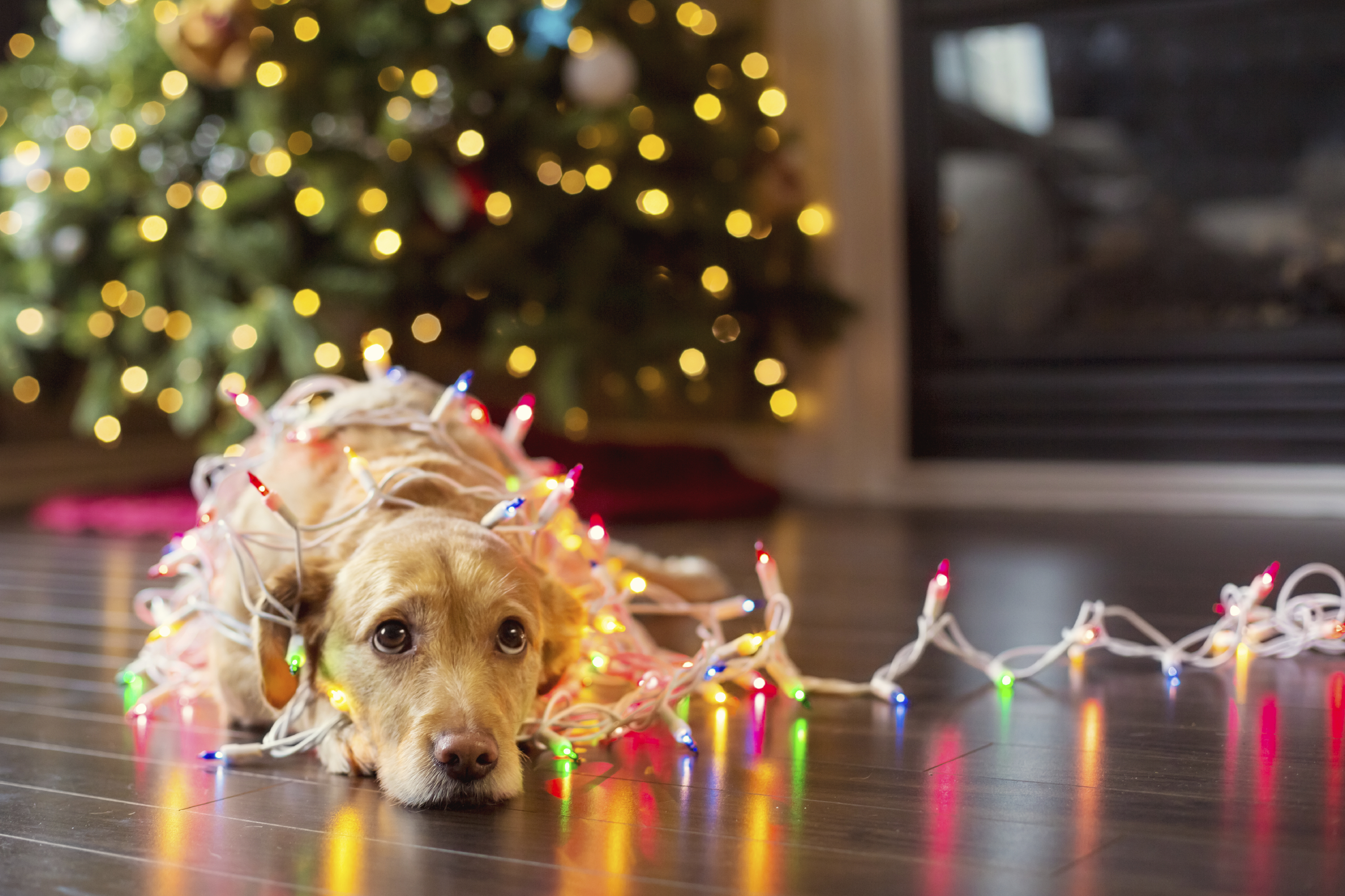 Holiday Puppy Present Preparation