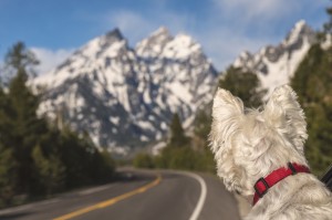 Westie Enjoyin Teton National Park, Wyoming