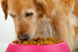 Golden Retrieving Food