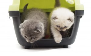 kittens jump out of a plastic box for transport on a white backg