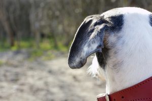 Dog looks out at Trees