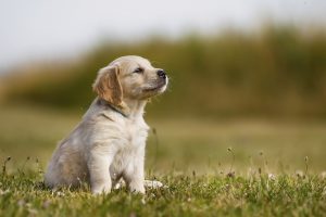 White golden retriever puppy