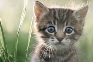 kitten on grass close up