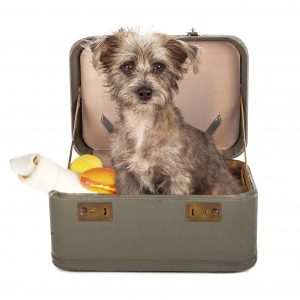 Terrier Dog in Suitcase