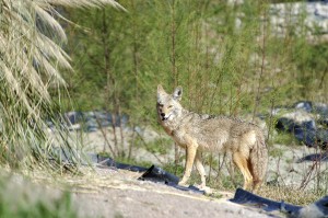 Desert Coyote