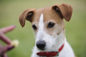 Portrait of a Parson Jack Russell Terrier transfixed by the prospect of a treat