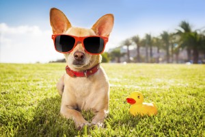 dog relaxing on grass