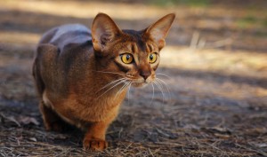 Abyssinian cat hunting in park