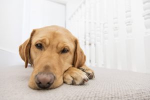 Labrador dog resting indoors