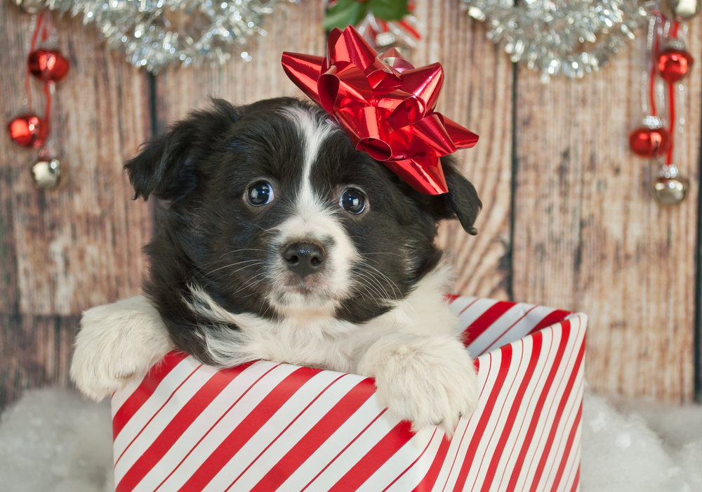 Heartbreak for the Holidays: Why Pets Do Not Make Good Gifts - Vet