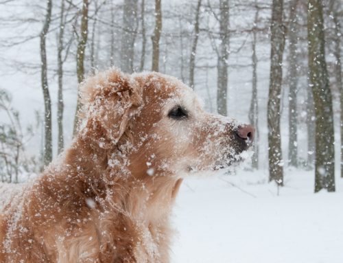 6 Tips to Avoid Winter Hazards for Your Pet