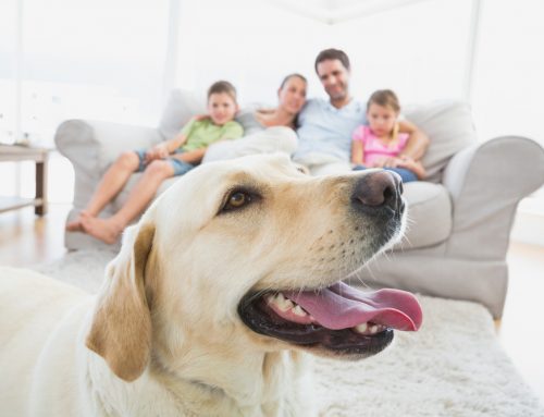 Avoid Panic During a Pandemic: 5 Ways to Simplify Caring for Your Pet While Quarantined