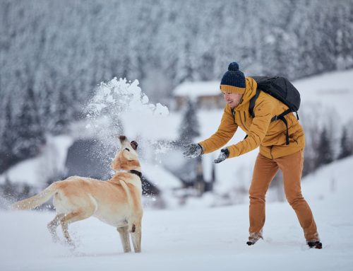 5 Ways to Stay Active with Your Pet All Year