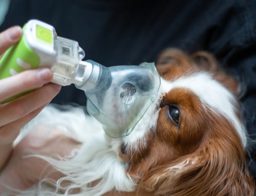 10 Veterinary Emergency Situations