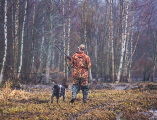 Tips to Keep Your Dog Safe During Hunting Season